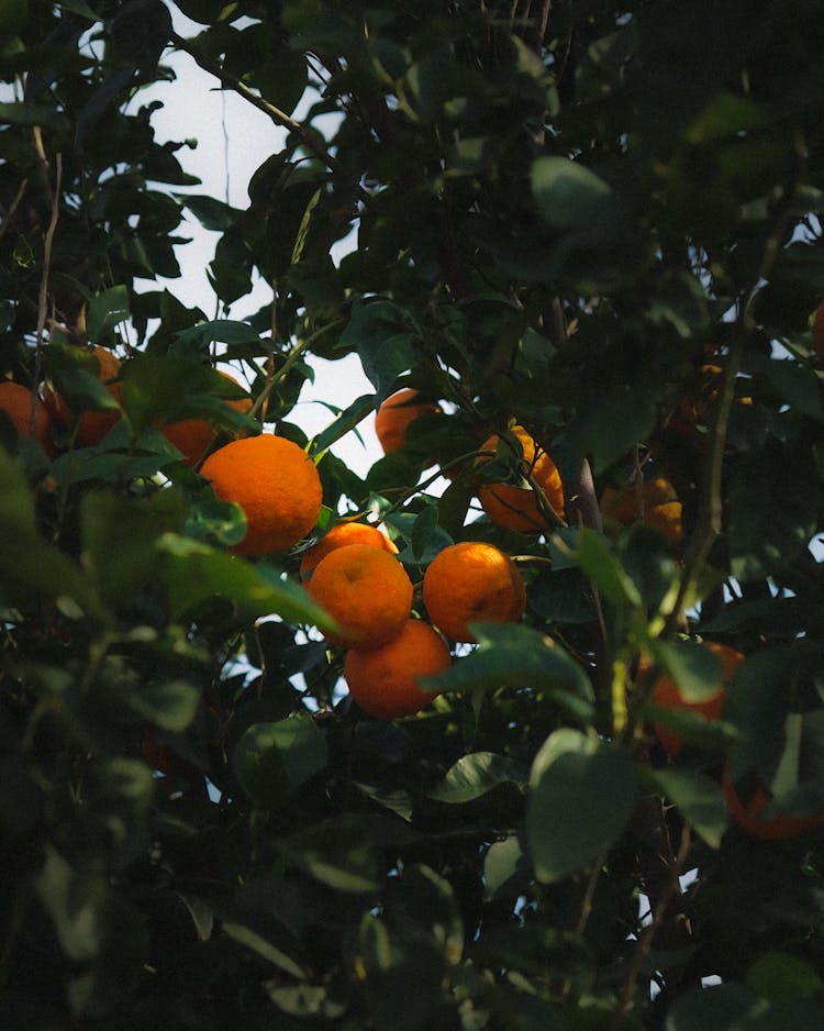 Mandarin Orange Fruits On A Tree With Lush Green Leaves