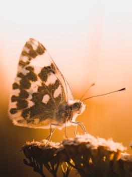 A delicate butterfly perched on flowers in warm golden light, highlighting its intricate patterns.