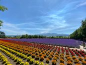 Flower Field under Blue Sky