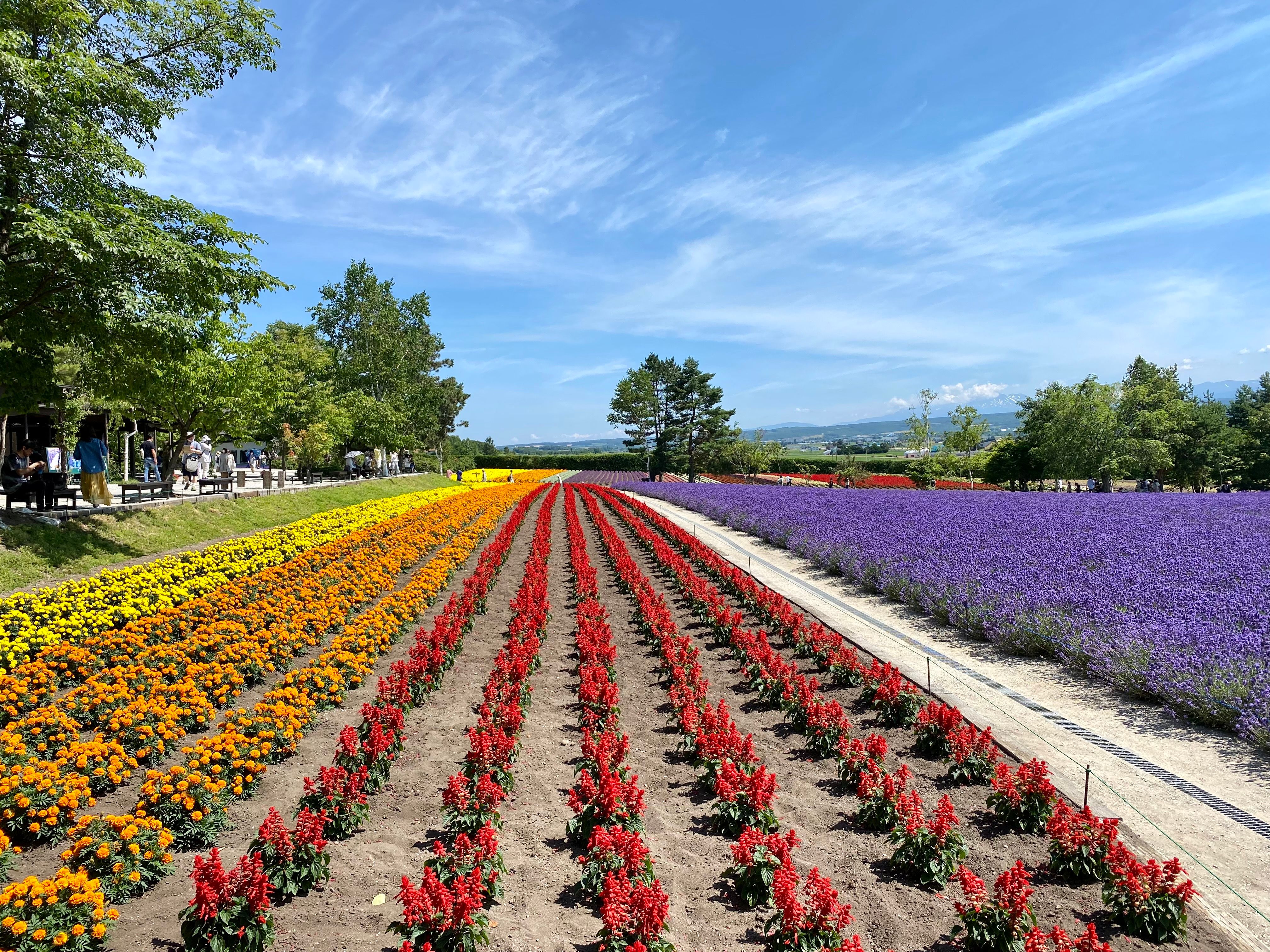 Purple lavender fields of Furano in full bloom in Hokkaido