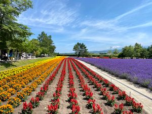 Field of petals, photo by Natsuko Aoyama on Pexels