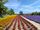 flower field