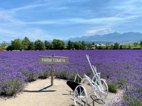 Δωρεάν στοκ φωτογραφιών με lavandula, αγρόκτημα, ανάπτυξη