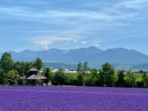Free Vibrant lavender fields in Nakafurano, Hokkaido with picturesque mountain backdrop. Stock Photo