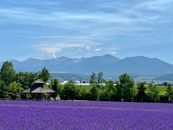 Flower Field near Mountains