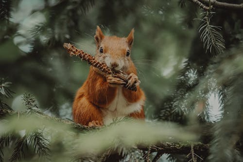 Fotos de stock gratuitas de acícula, adorable, al aire libre