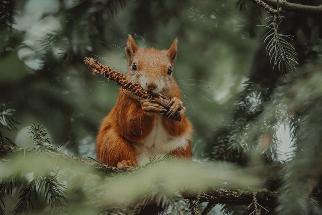 Squirrel eating cone in forest