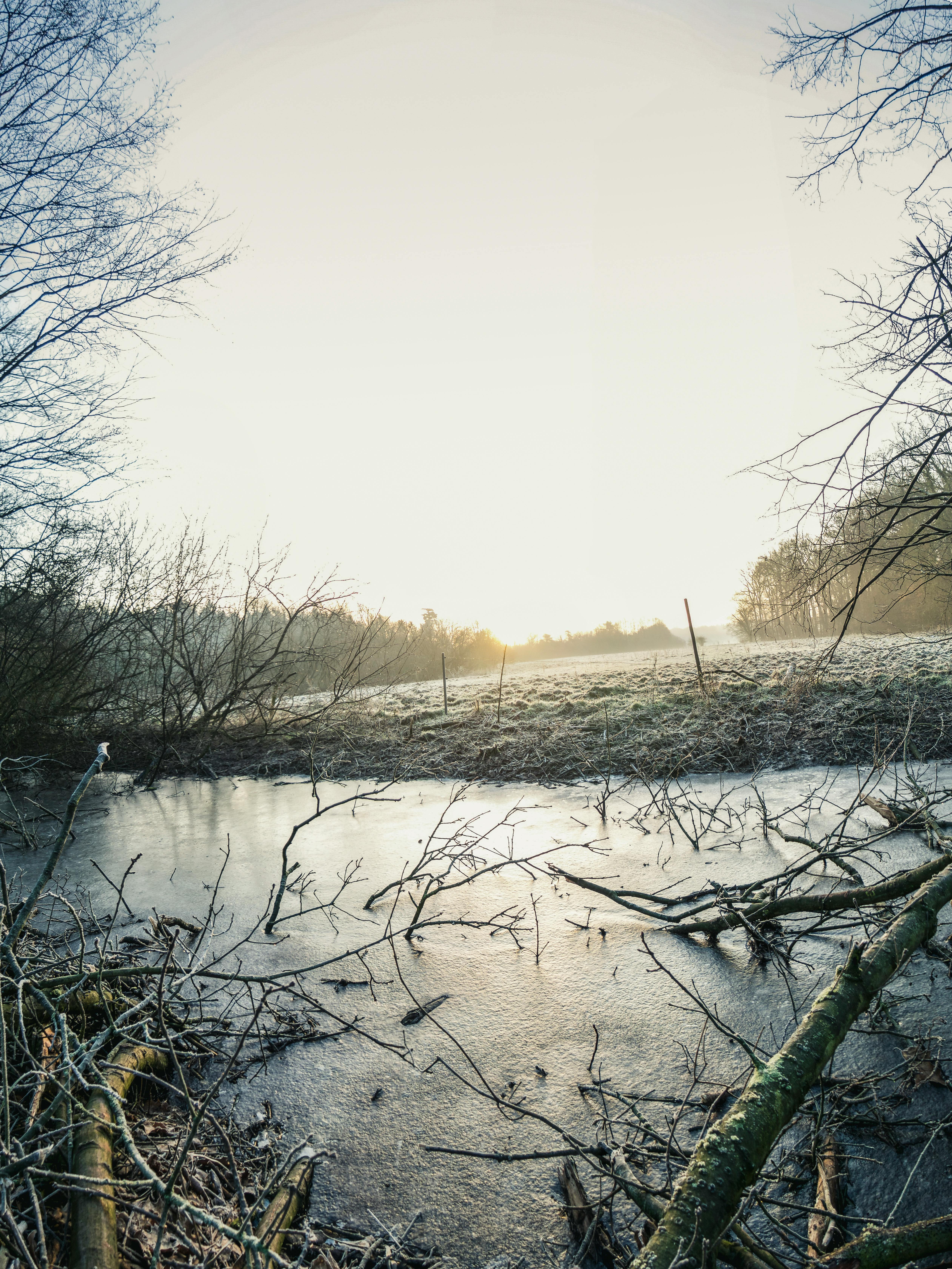 冬日宁静的景象中，日出时河流与树枝都结上了冰