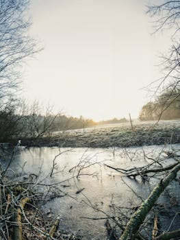 冬日宁静的景象中，日出时河流与树枝都结上了冰