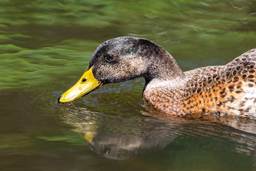 A Close-up Shot of a Brown and Black Goose on Water