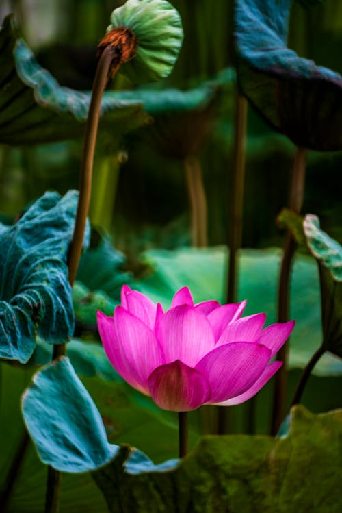 Free Purple Lotus Flower in Bloom Stock Photo