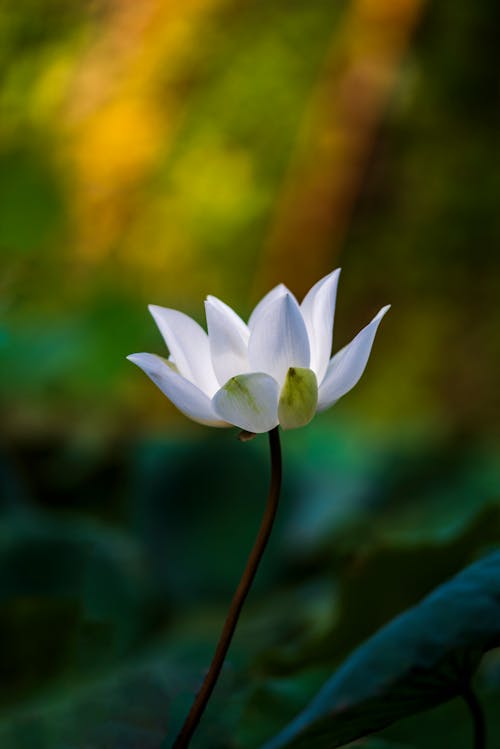 Beyaz çiçek, büyüme, canlı içeren Ücretsiz stok fotoğraf