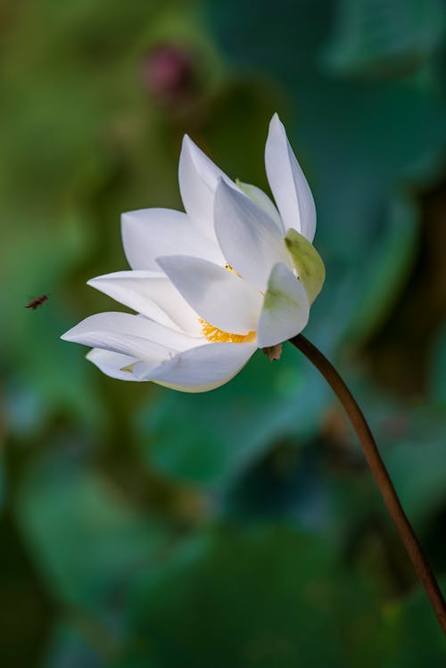 Бесплатное стоковое фото с nelumbo nucifera, белый цветок, водяная лилия