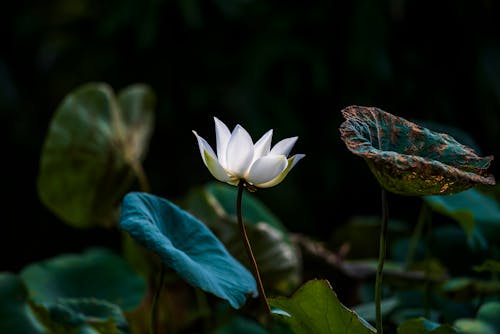 Foto stok gratis berkembang, bunga teratai, Daun-daun