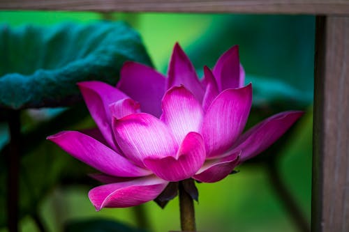 Kostnadsfri bild av blomfotografi, flora, lotusblomma