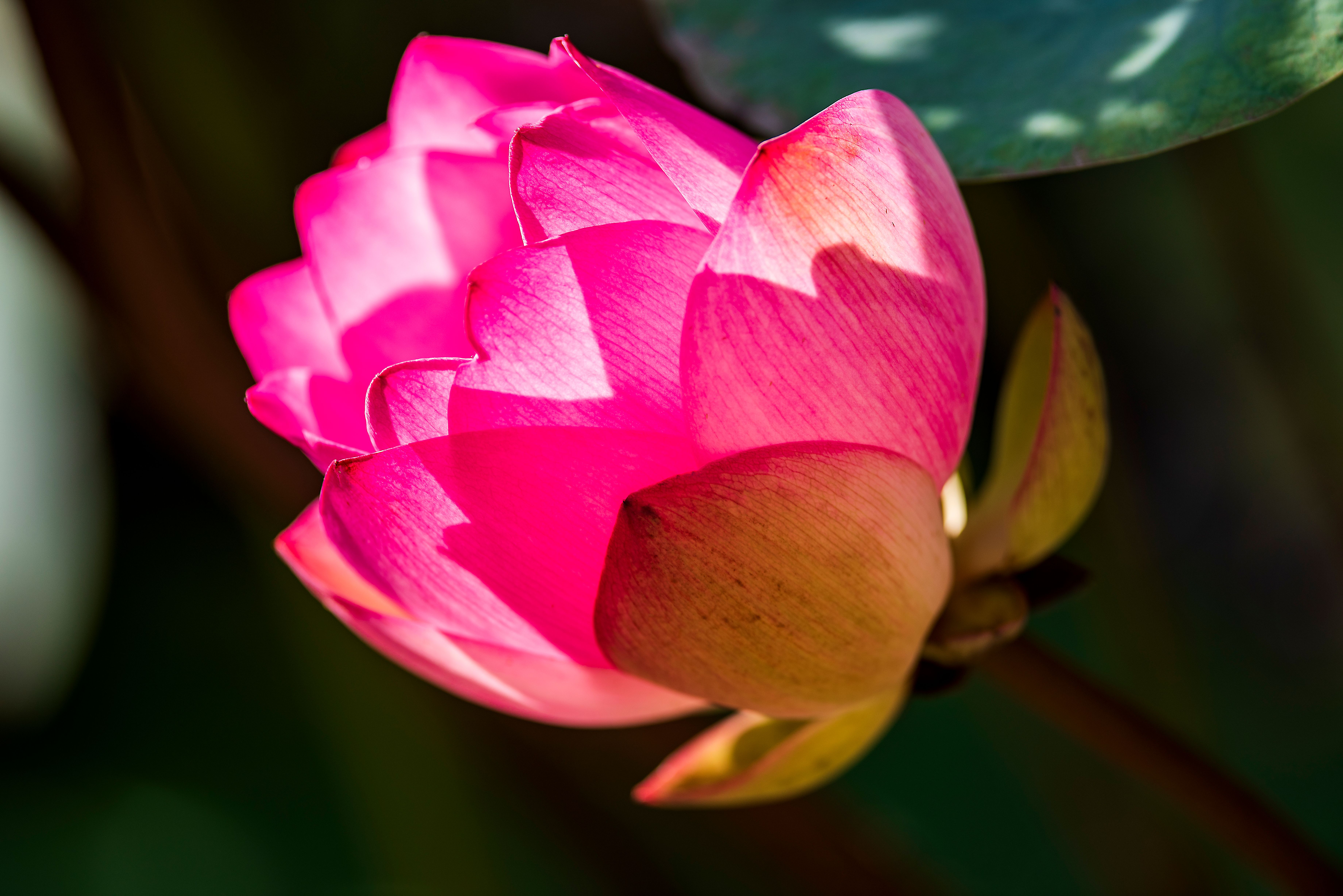 Pink Lotus Flower in Bloom · Free Stock Photo