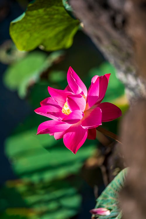 คลังภาพถ่ายฟรี ของ nelumbo nucifera, กลีบดอก, การถ่ายภาพดอกไม้