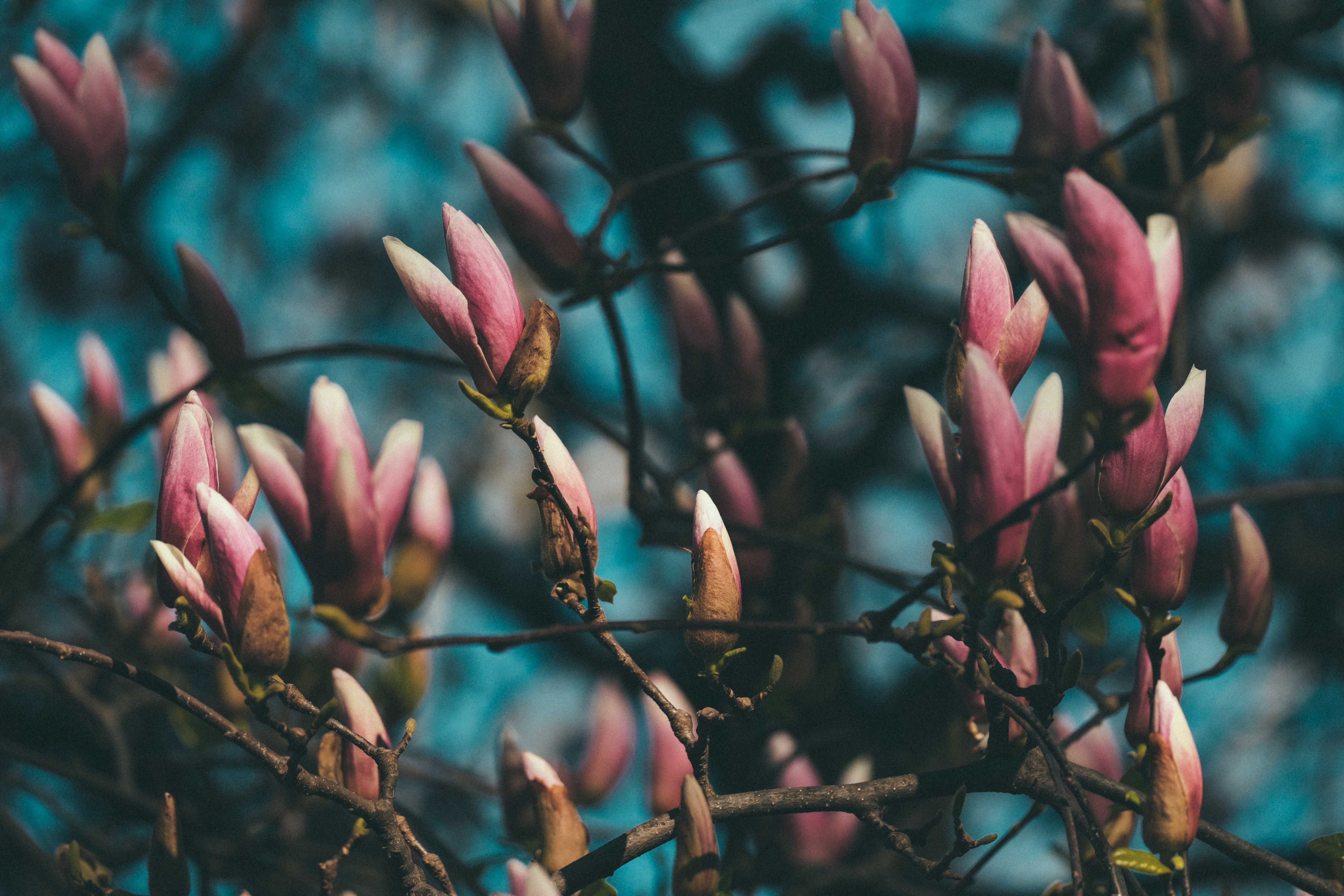 Close-Up Photo of Magnolia Buds · Free Stock Photo