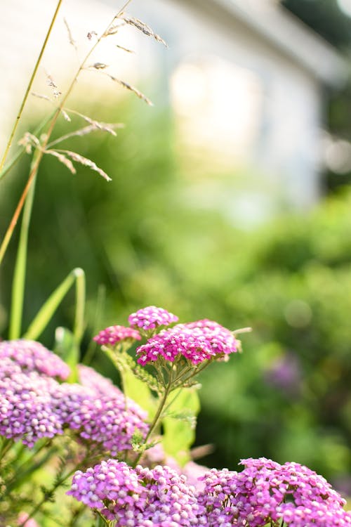 Kostnadsfri bild av blomfotografi, blommor, blomning