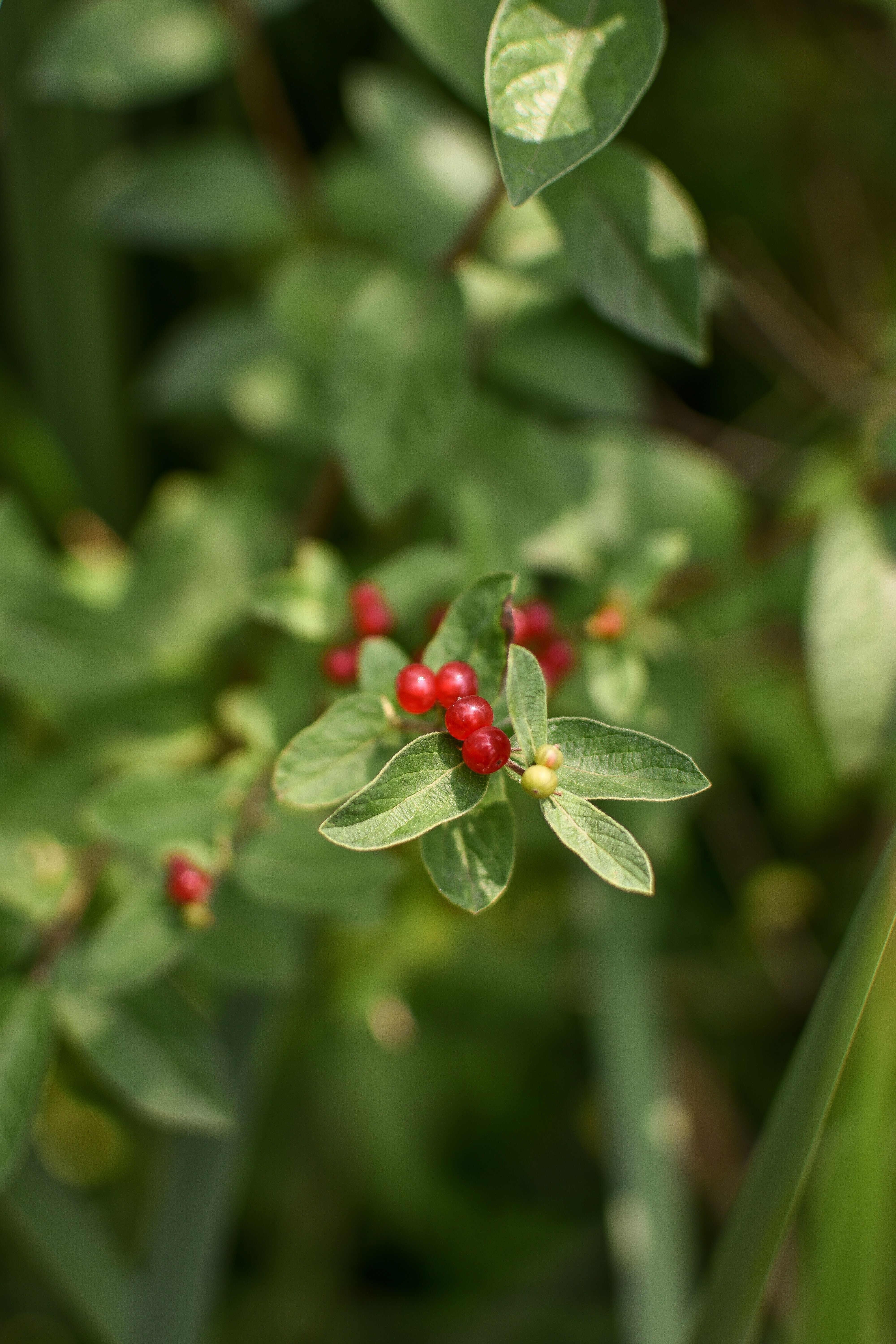 Gratis Immagine gratuita di ambiente, appassionato di flora, arbusti Foto a disposizione