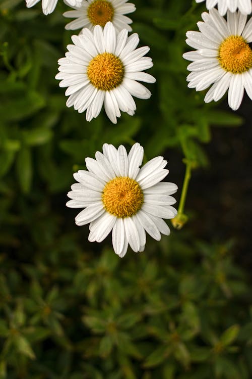 Blooming White Daisy Flowers 