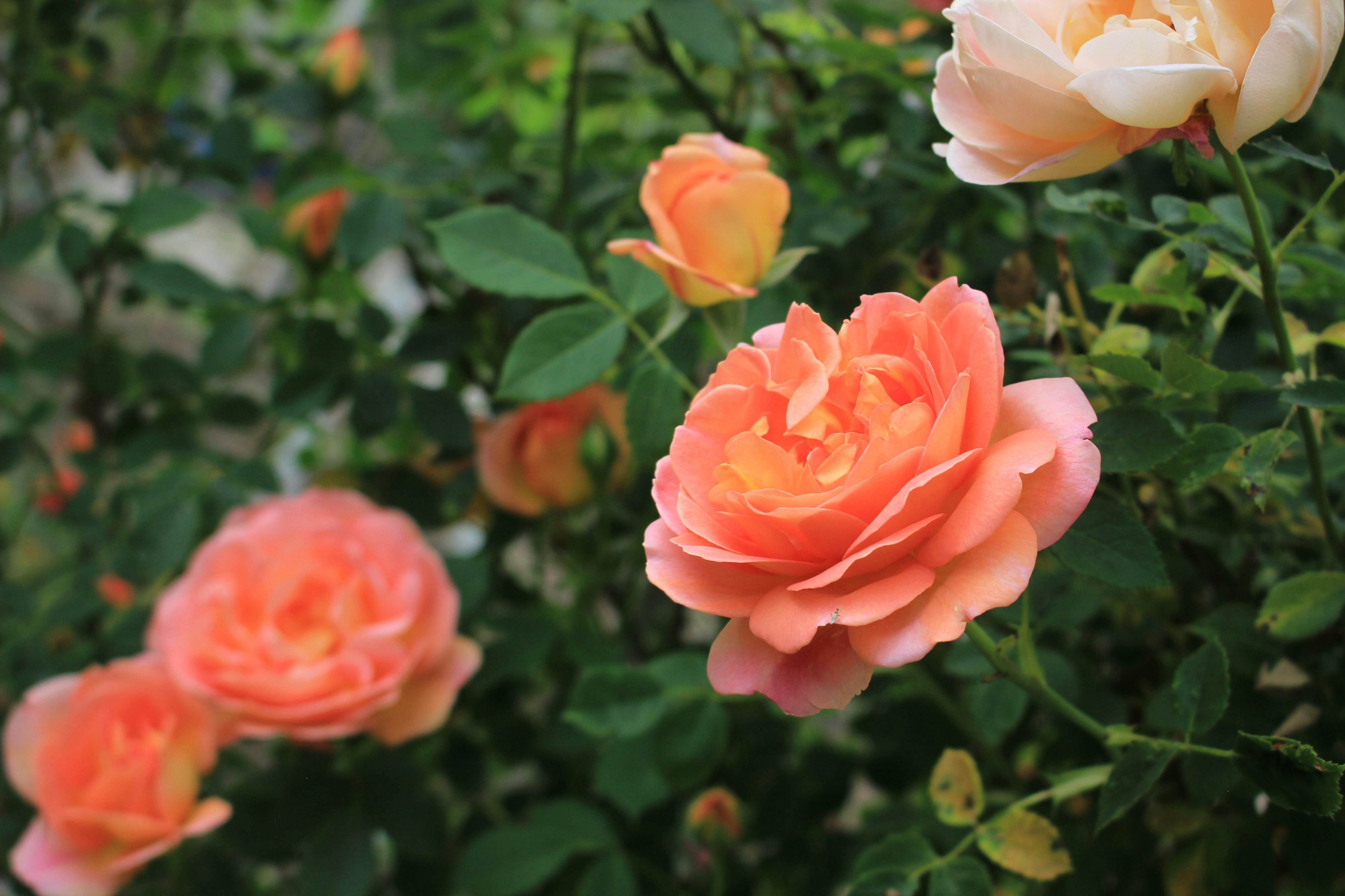 White Rock Rose Flower with Green Leaves · Free Stock Photo