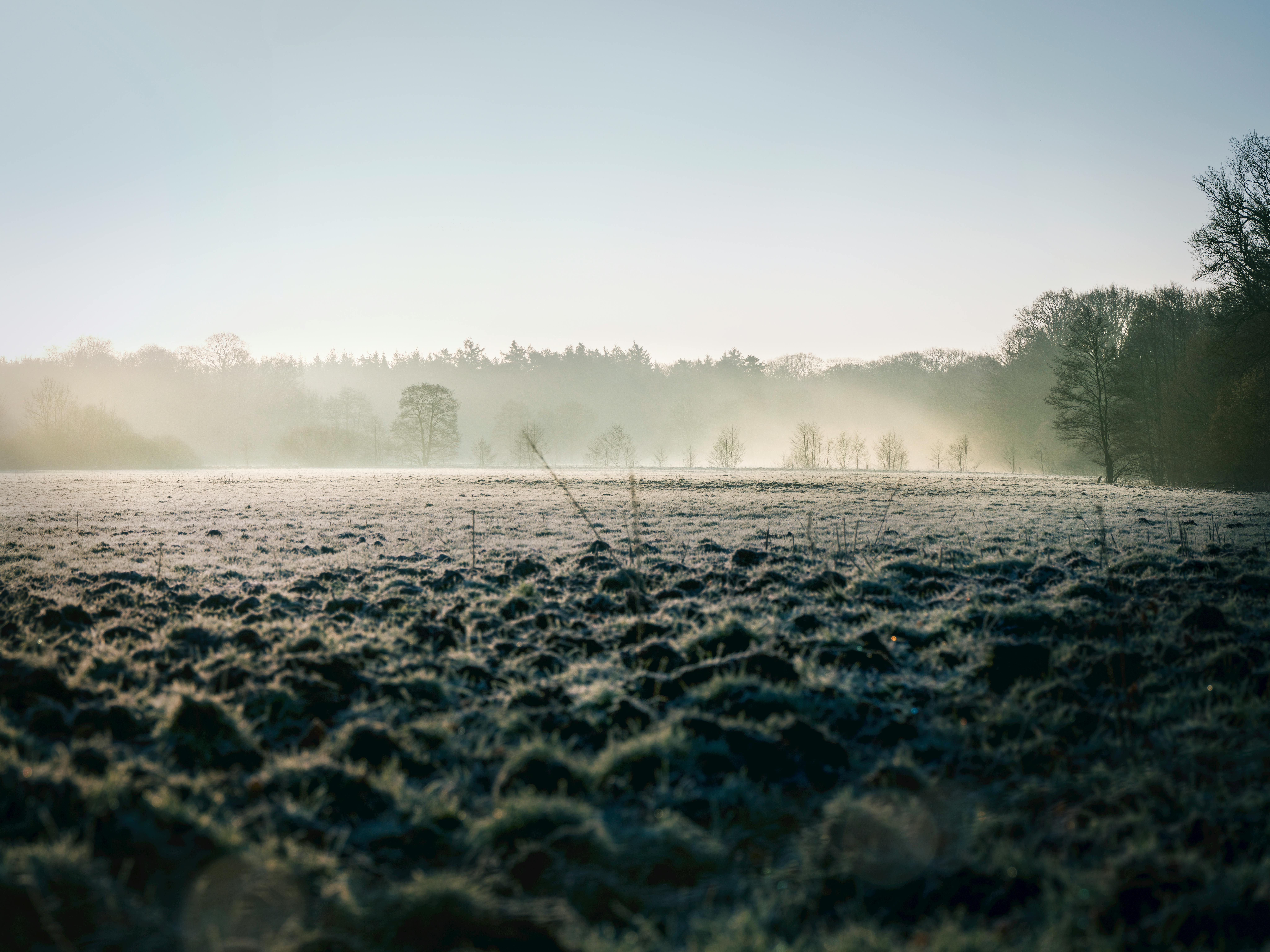黎明时分，田野被霜冻覆盖，远处有树木，一片宁静的雾景