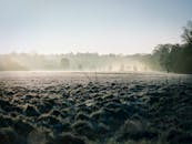黎明时分，田野被霜冻覆盖，远处有树木，一片宁静的雾景