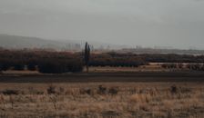 Brown Grass Field
