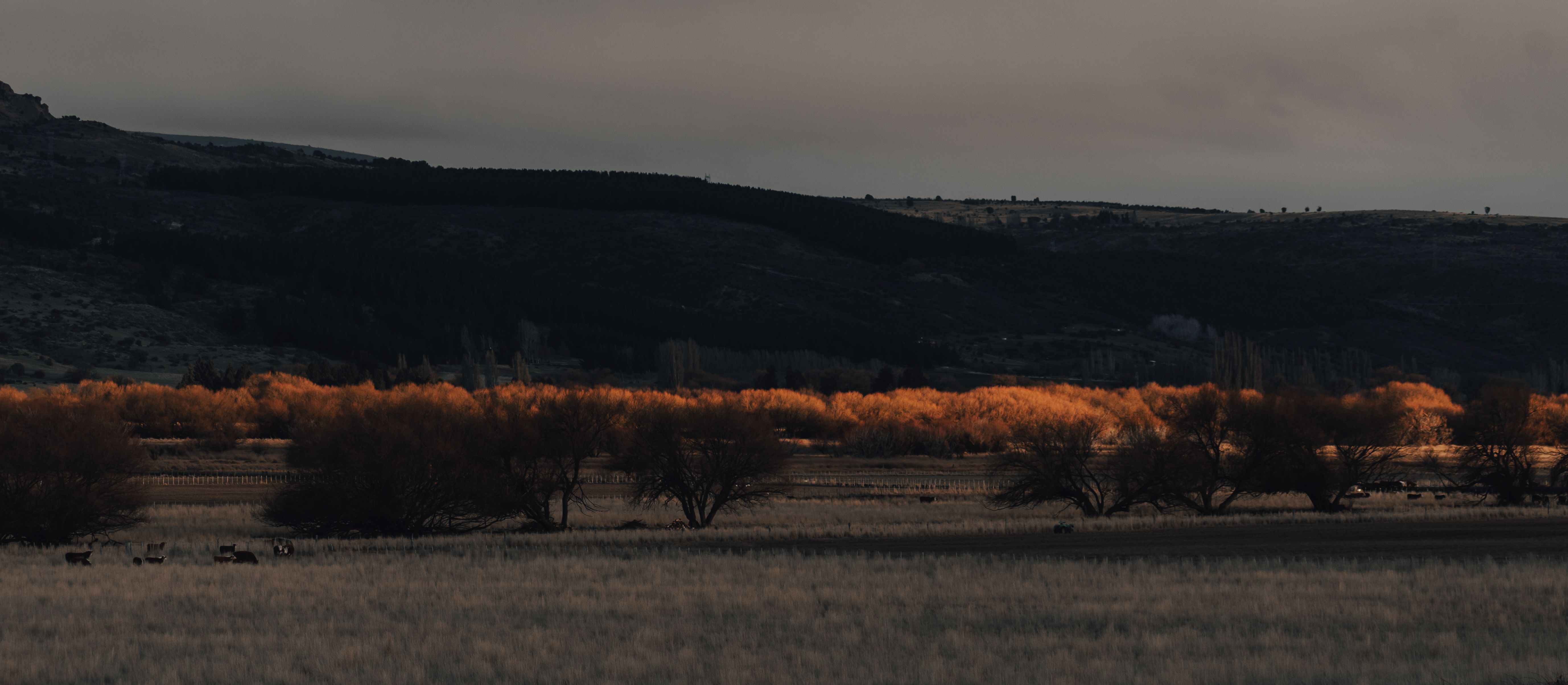 Brown Grass Field with Brown Trees · Free Stock Photo