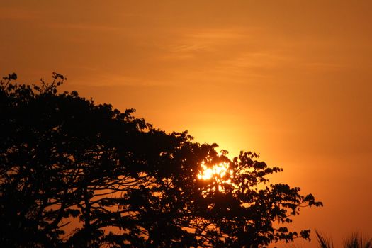 Captivating silhouette of a tree against a vibrant sunset sky, perfect for nature and serenity themes.