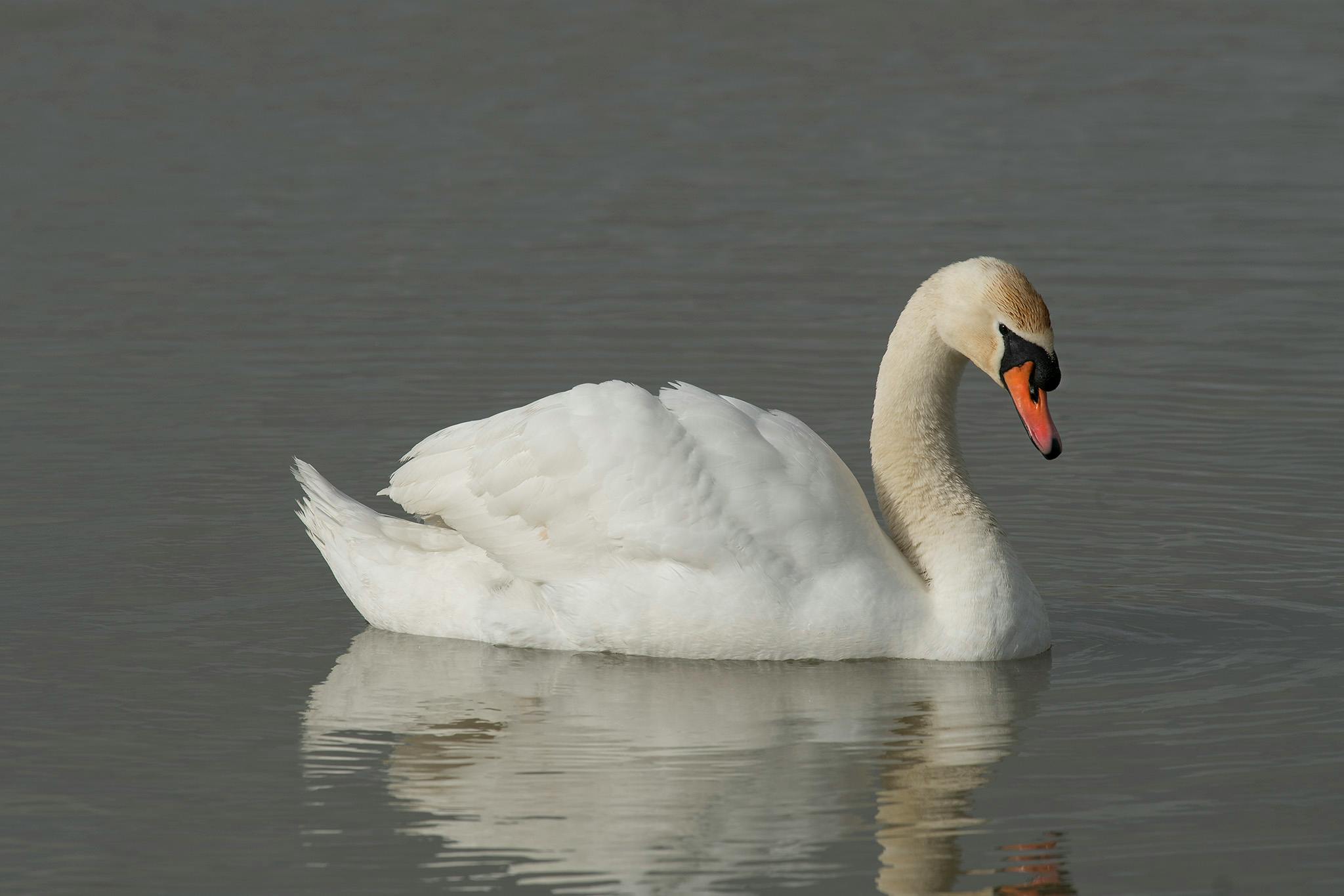 Free stock photo of bird, water, white swan