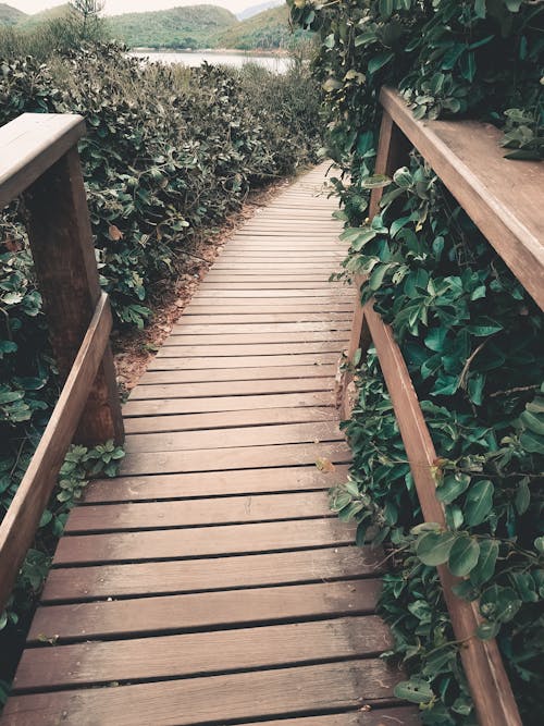 A Wooden Boardwalk Between Green Plants