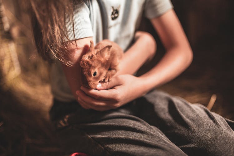 Person Holding Baby Bunny In Their Arms