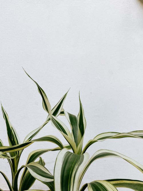 Free Minimalist image of a Dracaena plant against a white backdrop, perfect for home decor. Stock Photo