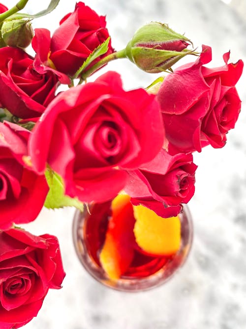 Free Red Roses in Bloom and Buds Stock Photo