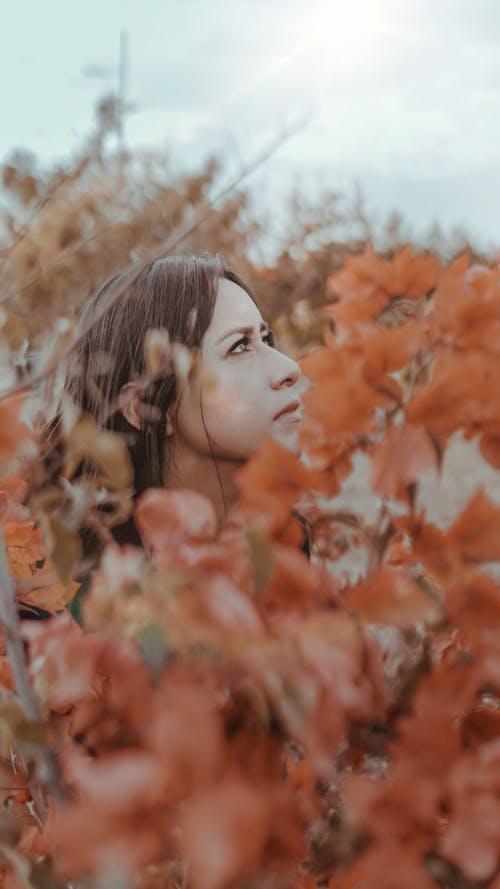 Free stock photo of flowers