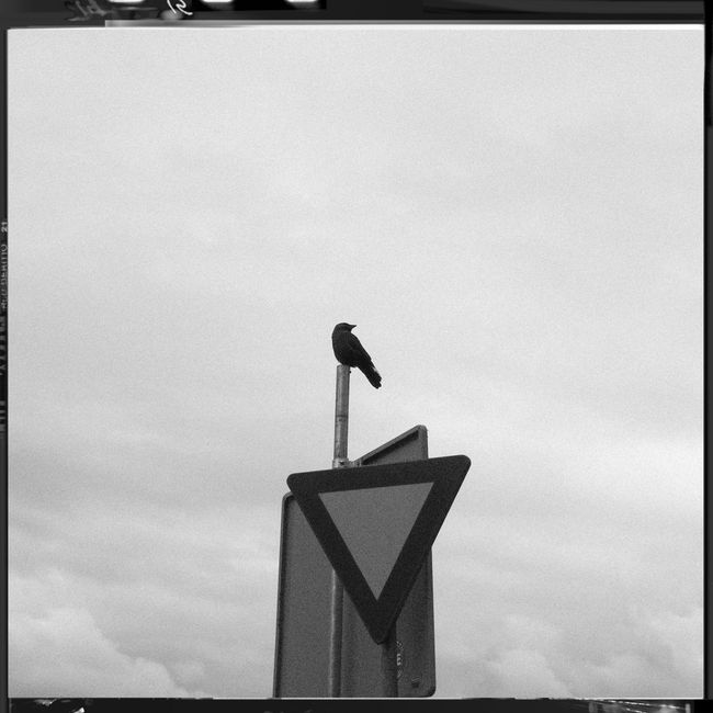 A bird perched atop a traffic sign in this striking black-and-white composition.