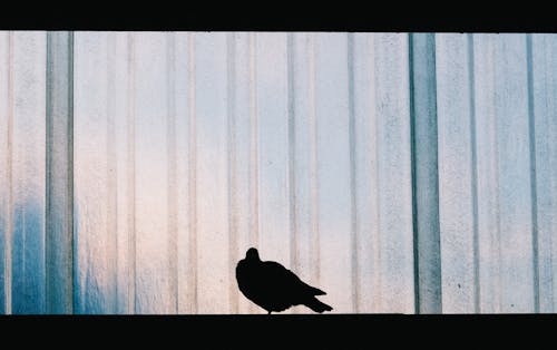 Silhouette of Bird on Window