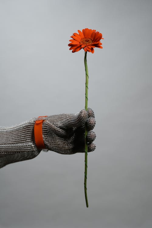 A Person Wearing Gray Gloves Holding a Stem of Red Flower