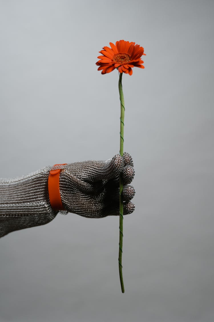 A Person Wearing Gray Gloves Holding A Stem Of Red Flower