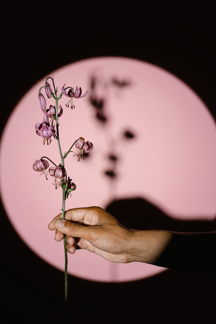 A Hand Holding A Wilted Flower Near Pink Wall