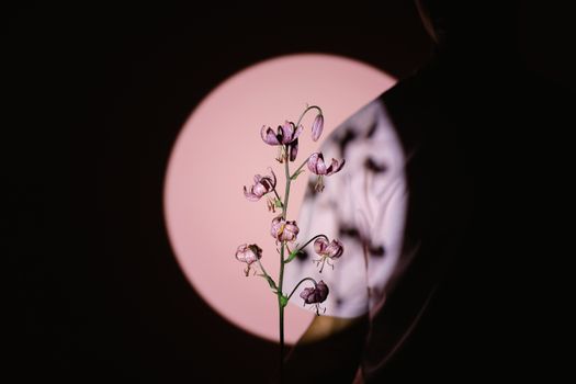 A vivid flower casting shadows against a soft moonlike backdrop, creating a dramatic artistic effect.