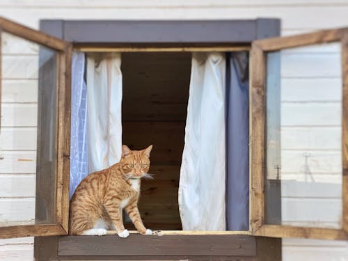 cam, Evcil Hayvan, kedi içeren Ücretsiz stok fotoğraf