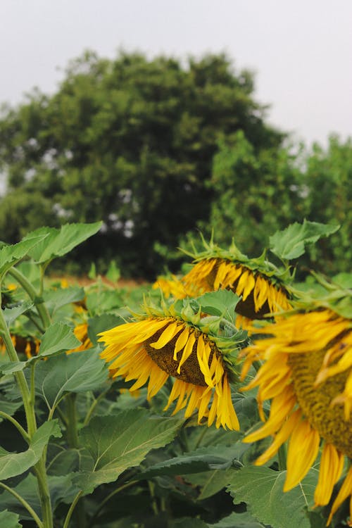 Bright yellow blooming sunflowers with lush leaves cultivated on agricultural plantation near abundant green trees