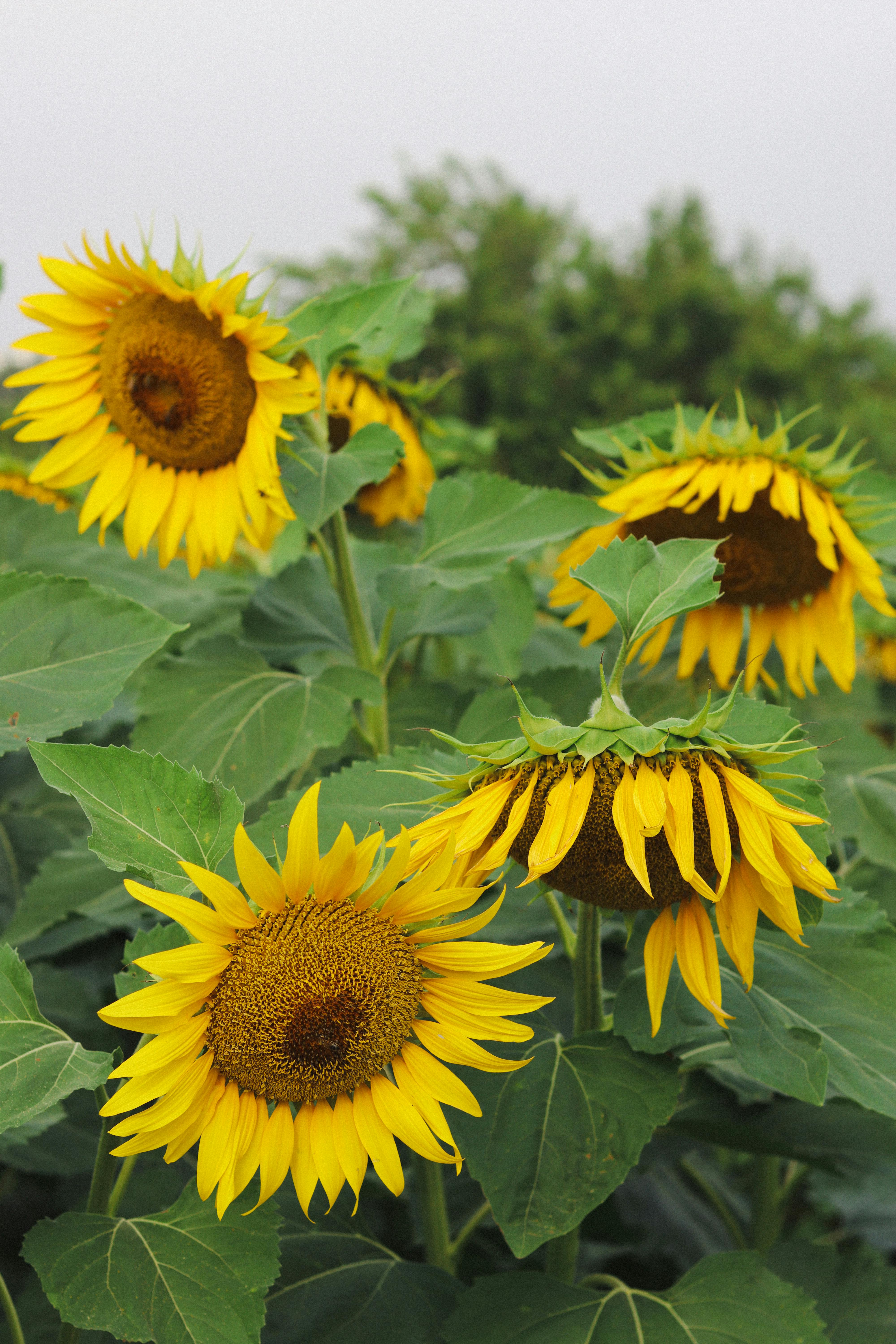 Close-up of bright sunflowers standing tall with lush green leaves in a garden.