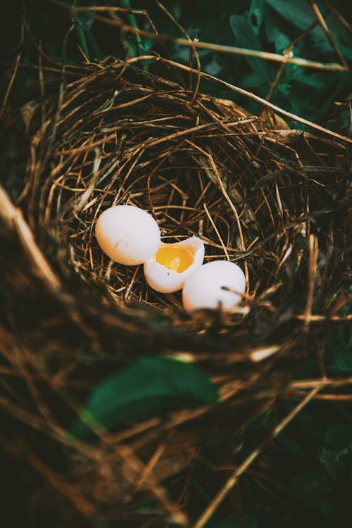 White Eggs on Brown Nest