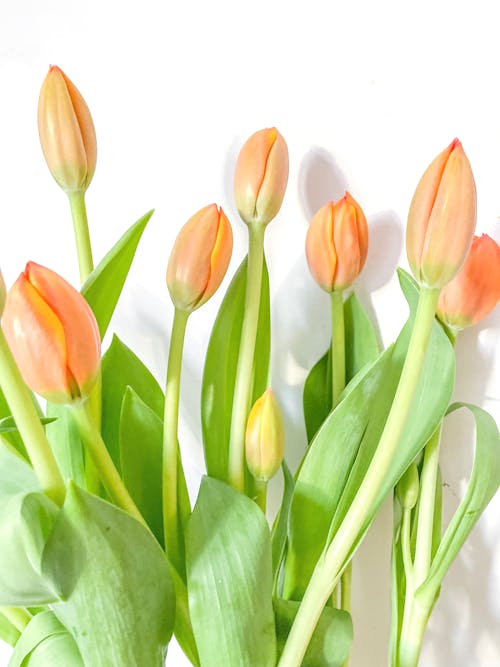 Gratis stockfoto met bladeren, bloemen, boeket