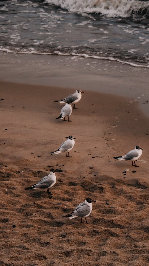 Gratis arkivbilde med aves, brun sand, fugler Arkivbilde