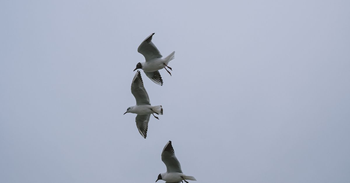 ¿Dónde observar aves migratorias en reservas naturales de El Salvador? ¿Dónde observar aves migratorias en reservas naturales de El Salvador?